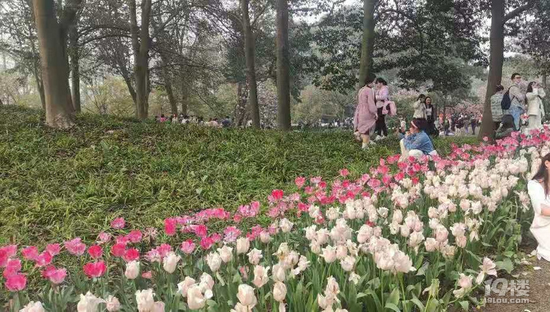 心痛!太子灣郁金香被踩踏,游客還不知悔改,別人能踩我不能踩?