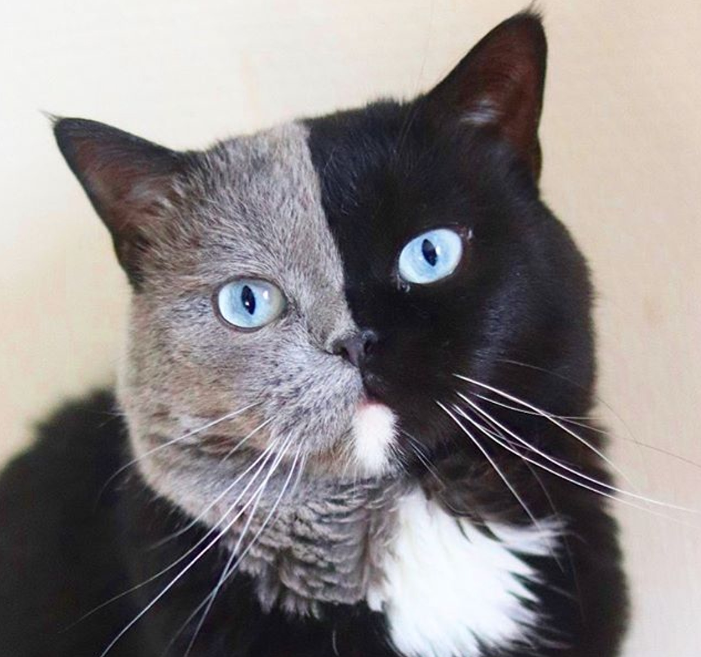 "养了一只蓝眼睛的黑猫,吸着吸着…意外发生了!