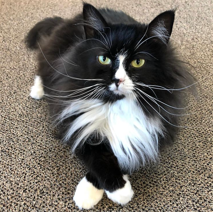 小猫咪戴眼镜能有多帅?网友:这不是黑猫"镜"长嘛!