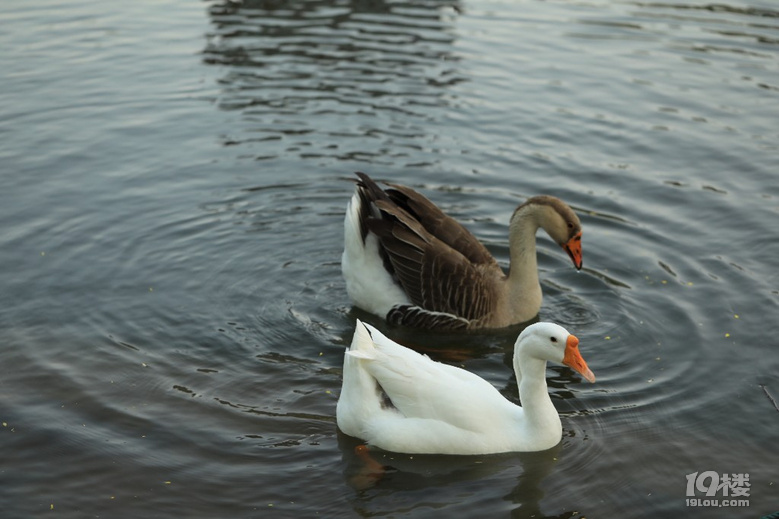 鹅鹅鹅,曲项向天歌