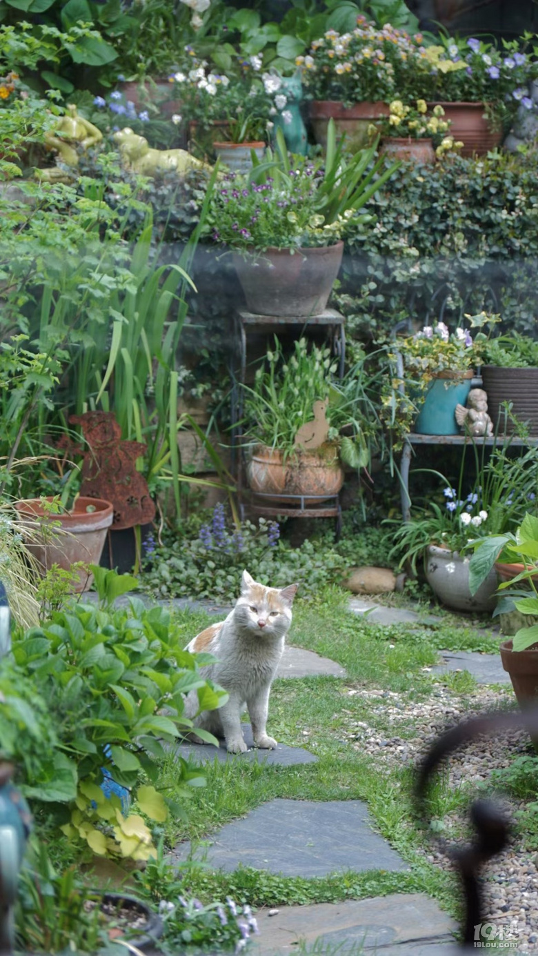 花园里的猫
