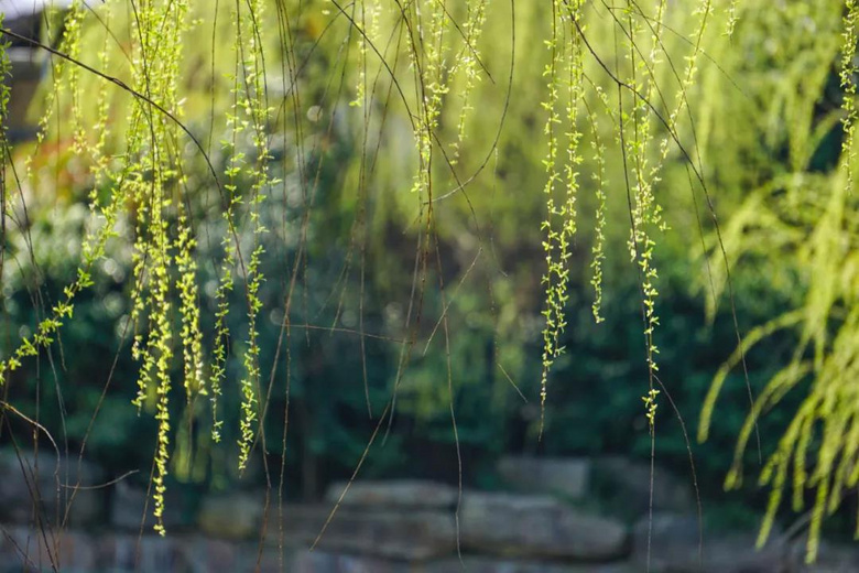 柳絮飞舞,花粉弥漫,鼻炎患者该何去何从