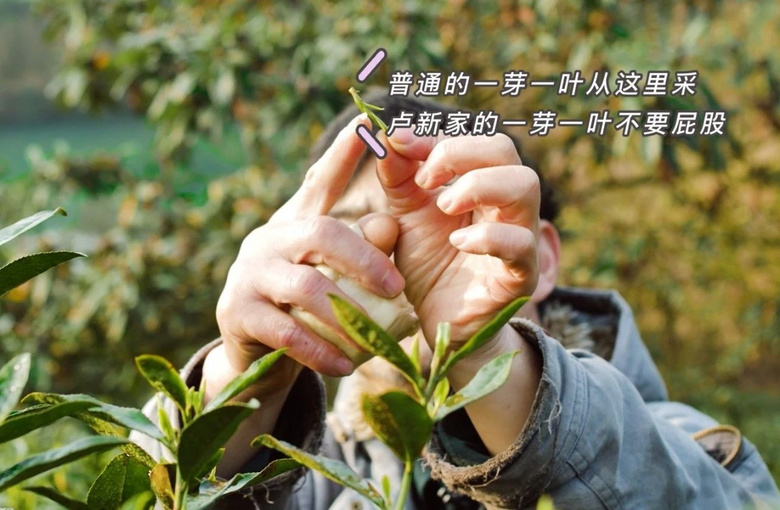他50歲辭職去富陽開荒種茶,種的龍井竟獲“食品界奧斯卡”