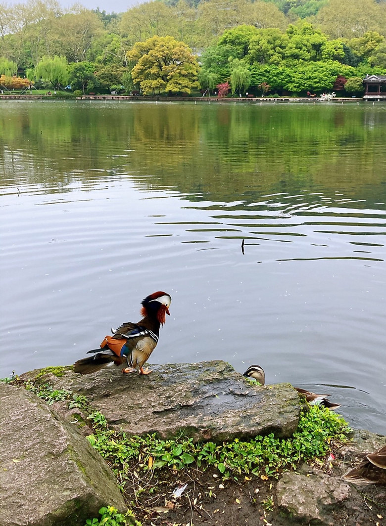 鸟语花香,琴瑟和谐