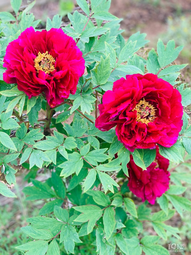 难得看到的牡丹花 好大朵