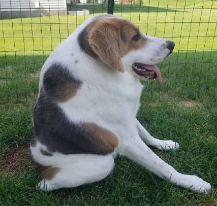 狗子因身体畸形像怪物,被送去安乐死,如今……真香!