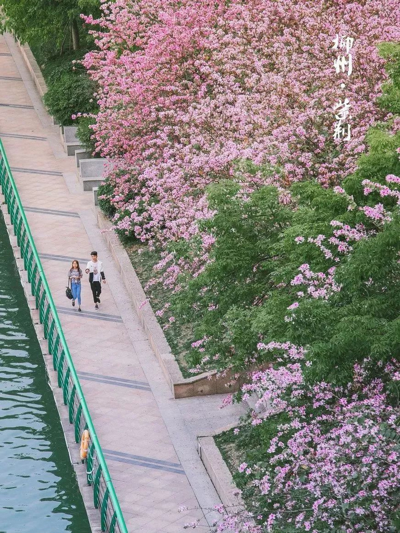 4月,老子不上班了,三月三請(qǐng)假去廣西!