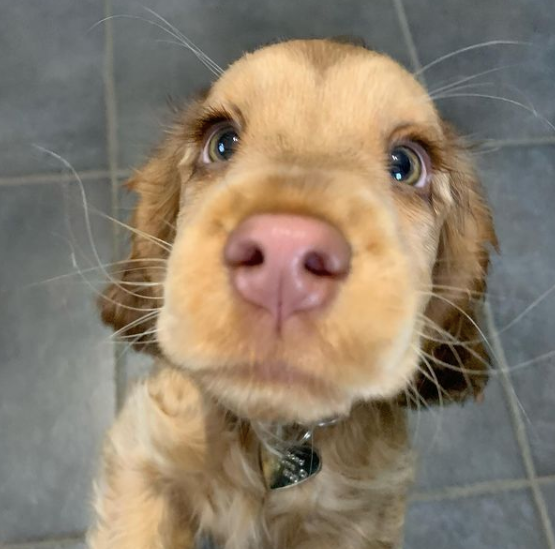 小狗勾因一双迷人眼睛火爆全网,网友:迪士尼在逃公主!