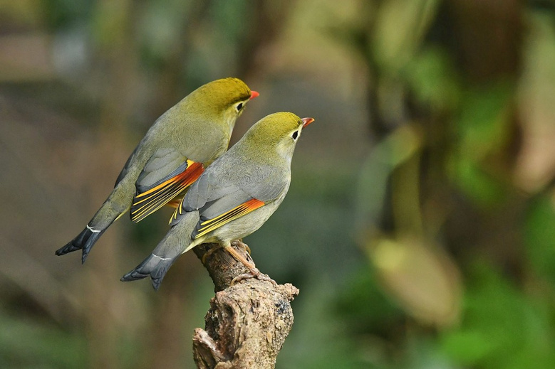 成双搭对的相思鸟