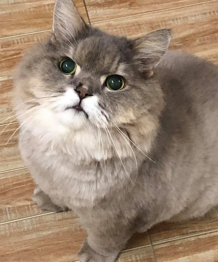 这,大概是我见过脸最大的一只猫了