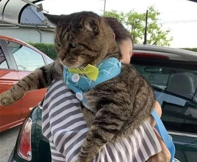 黄花大闺猫被拉去验孕,医生检查后…笑吐了!