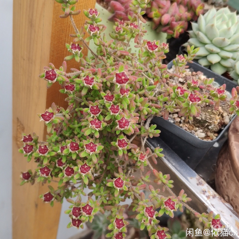 好看红宝石枝干番杏