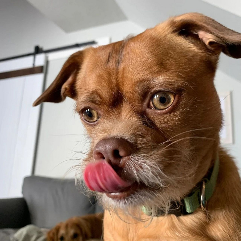 狗子长出奇怪的胡子,主人带它去做基因检测后发现:这狗可不一般-宠物