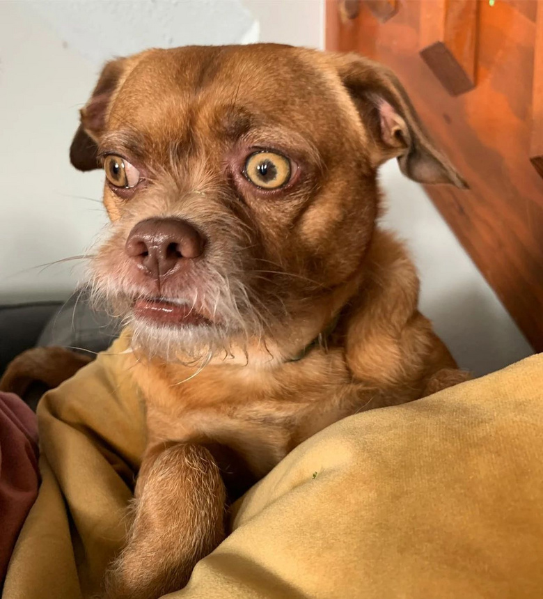 狗子长出奇怪的胡子,主人带它去做基因检测后发现:这狗可不一般-宠物