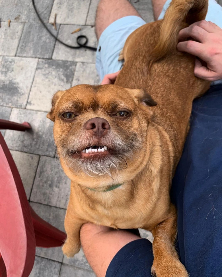 狗子长出奇怪的胡子,主人带它去做基因检测后发现:这狗可不一般-宠物