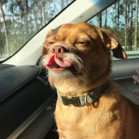 狗子长出奇怪的胡子,主人带它去做基因检测后发现:这狗可不一般