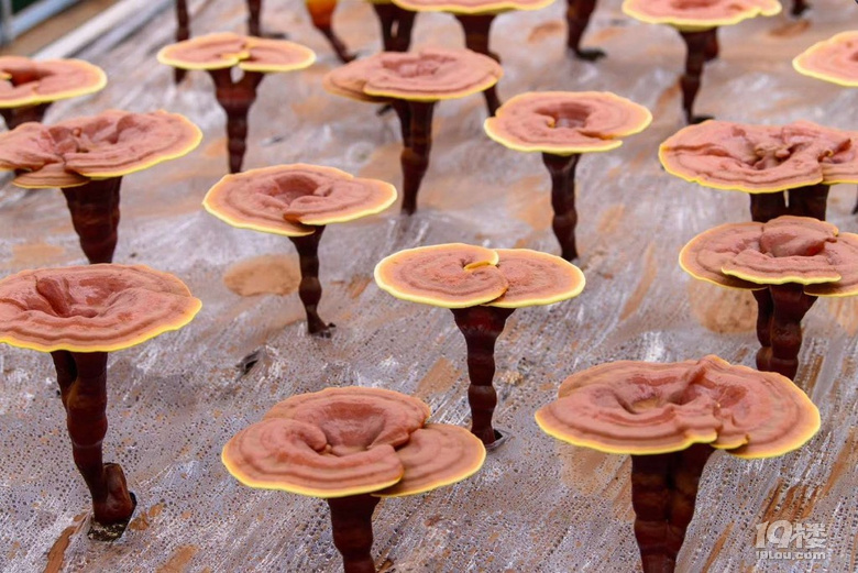 今天天气可太好了寿仙谷基地种植灵芝也正在蓬勃生长积累天