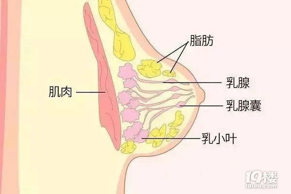 女性胸腺位置图片图片