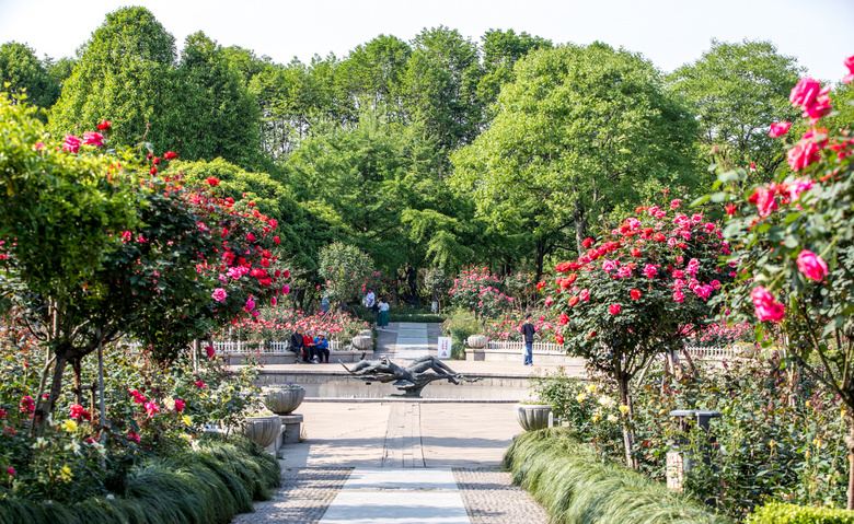 月季花与女神-花圃莳花广场月季花满园.(摄于4月21日)