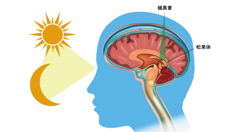睡覺時的一個小細(xì)節(jié),可能會讓你長胖
