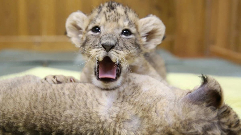 日本动物园新出生的小奶狮,巧克力味儿的超好吸!