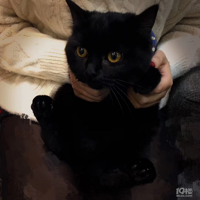 两个月大纯黑英短领养中