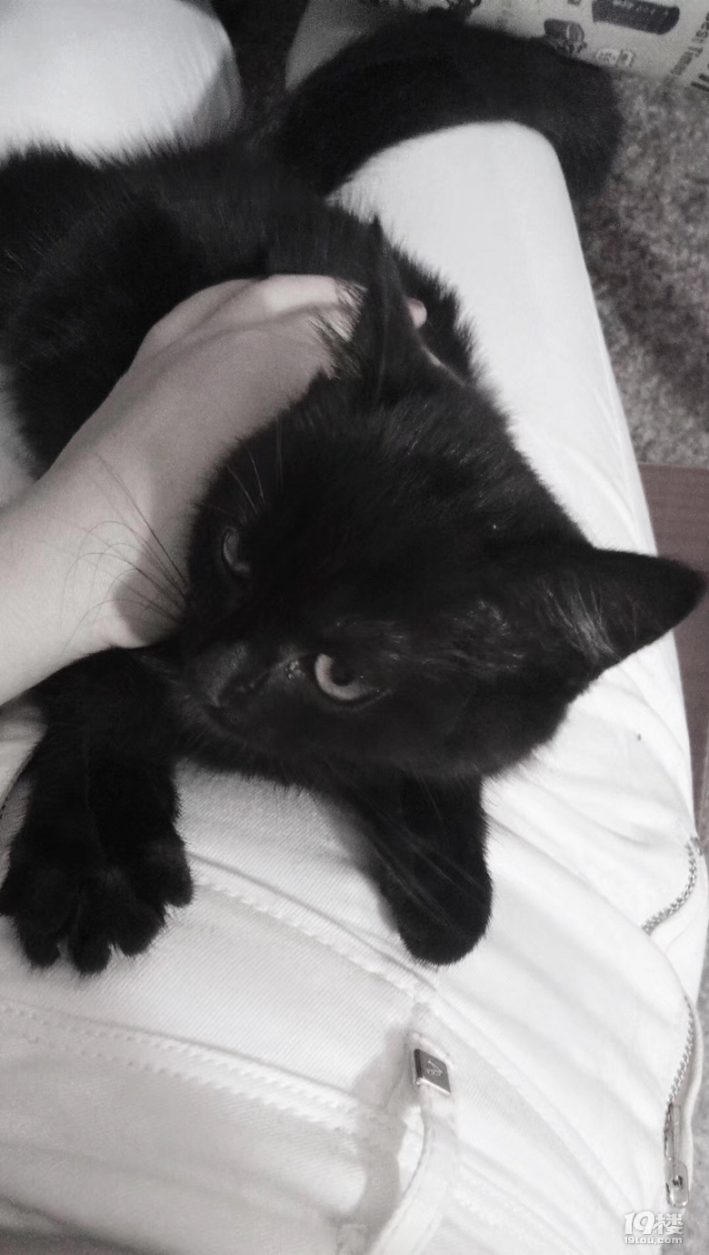 两个月大纯黑英短领养中