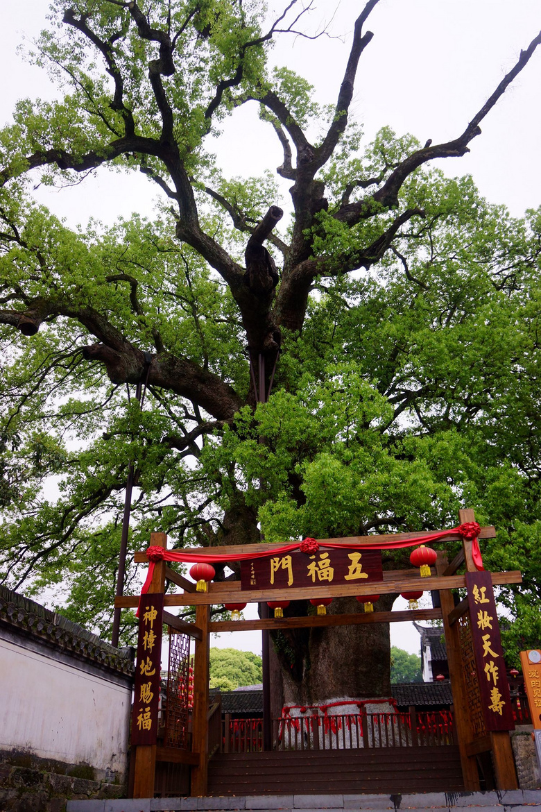 歙县漳潭千年古樟