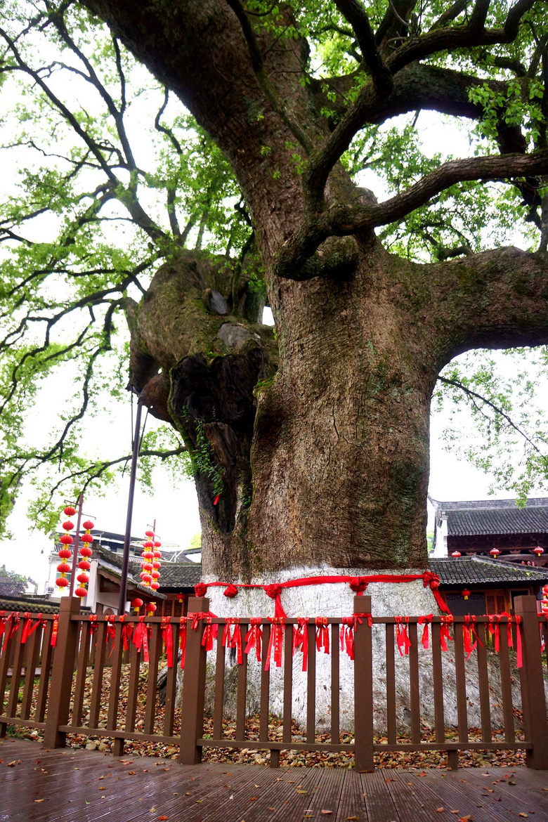 歙县漳潭千年古樟