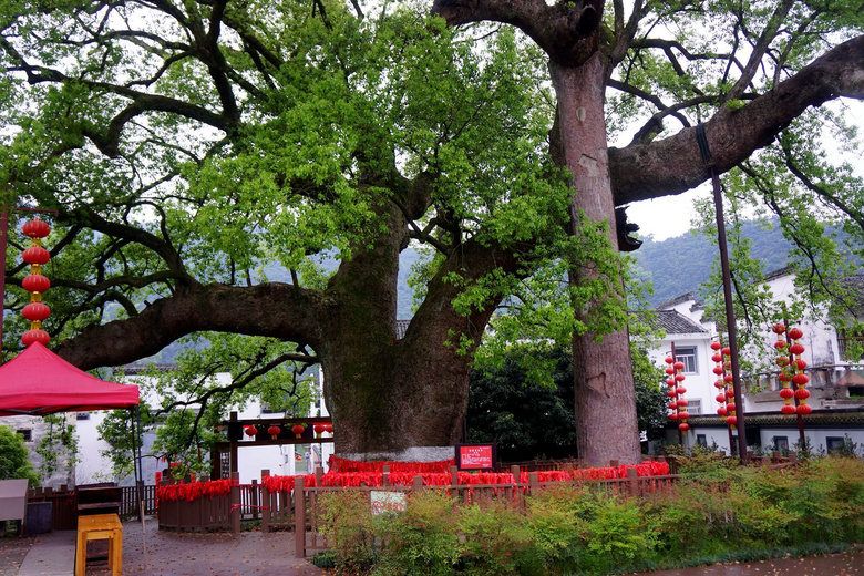 歙县漳潭千年古樟