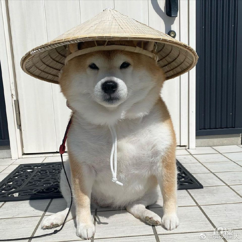 江湖隐士[表情][表情][表情][表情]