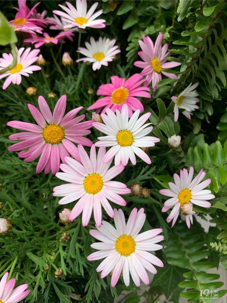 真好看,好多的花花