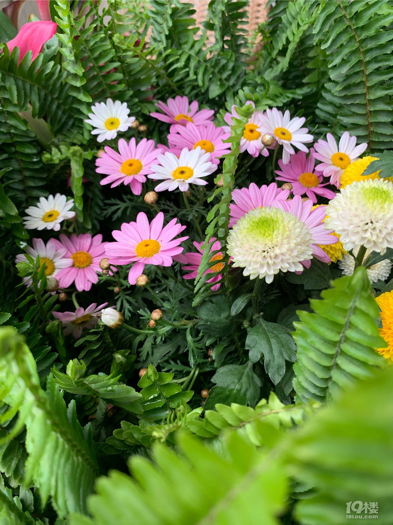 真好看,好多的花花