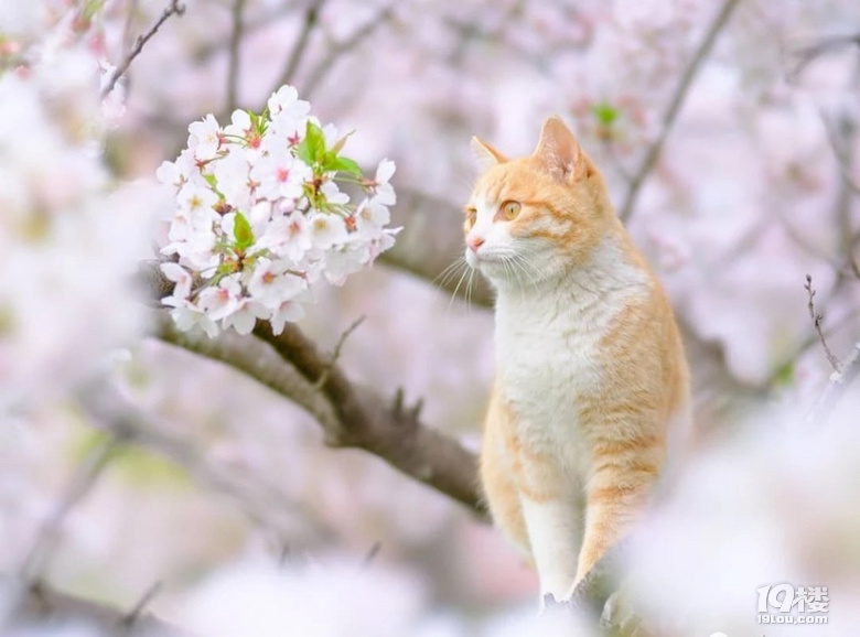 猫与花