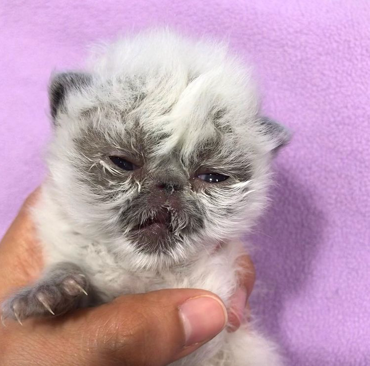 差点被安乐死的唇腭裂小猫,越长越像猫老头