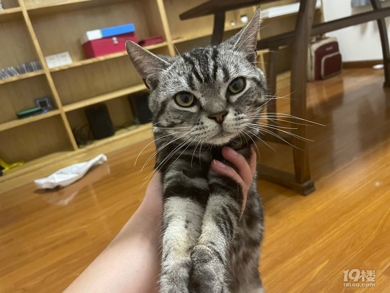 余杭仓前美短找领养-找猫狗-杭州19楼