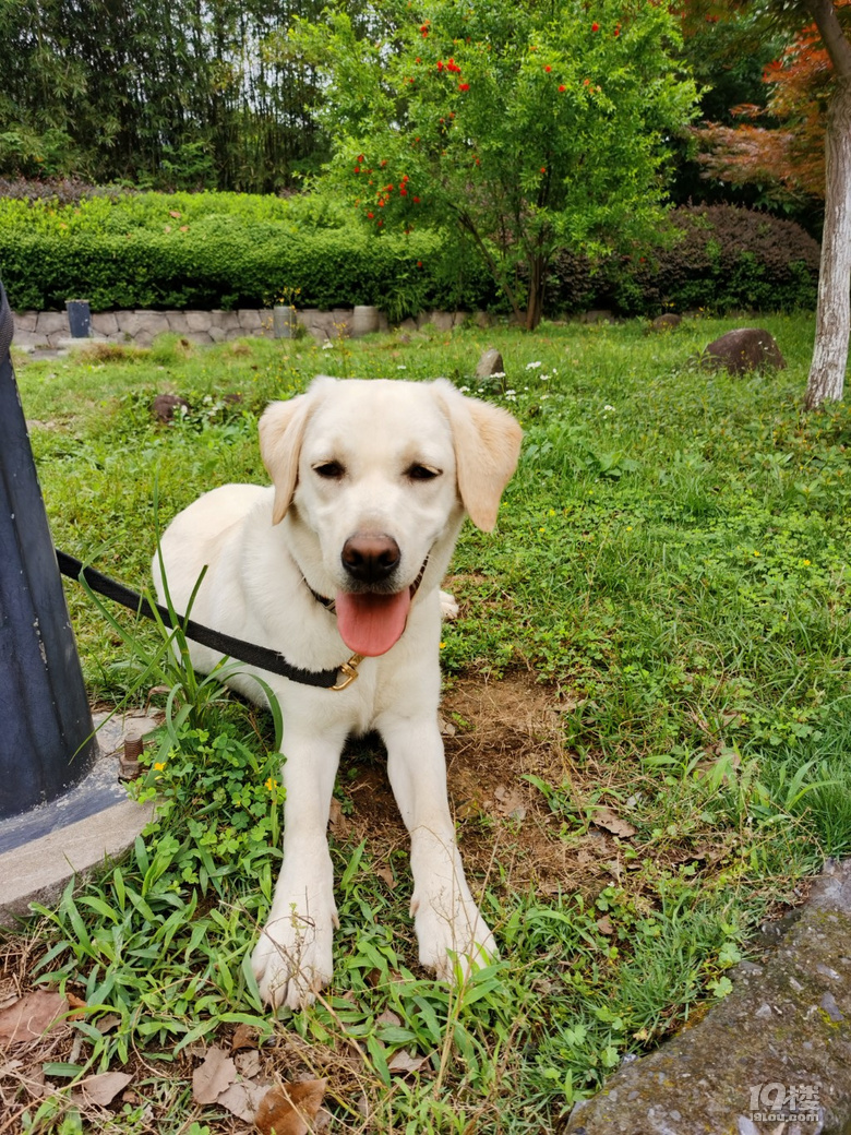 拉布拉多警犬