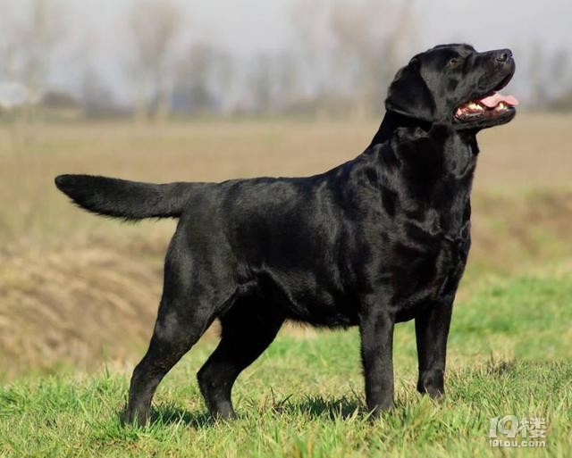 拉布拉多领养公疫苗已打