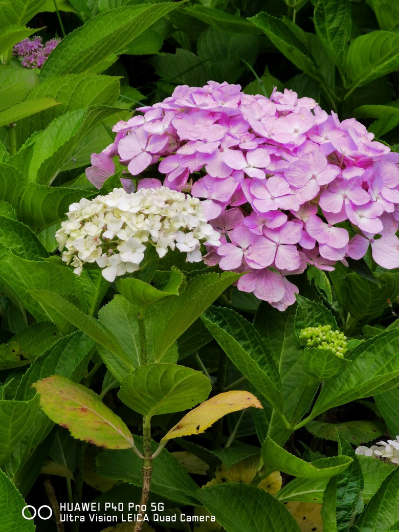 七彩秀球花一一拍自信息港