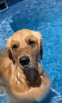 狗子见水就走不动路,网友:上辈子可能是条鱼!