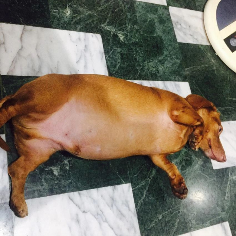 回家发现狗子在沙发上硬了,走近一看.铲屎官:把我大