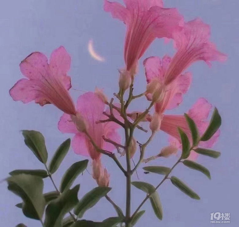 你觉得粉色和紫色适合谁穿?
