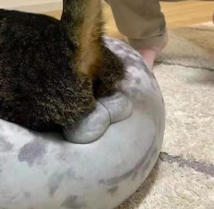 大阪海洋馆的海豹又被猫糟蹋了,还是用蛋蛋的那种!