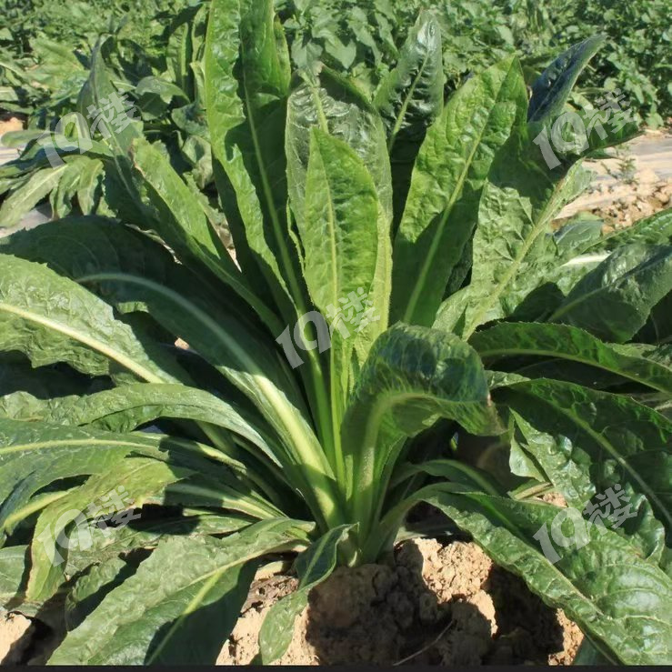 天山硕参纯天然水溶性膳食纤维改善肠道健康