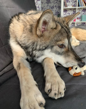 杭州19楼 家有宠物 宠物讨论区 妹子晒出养狼日常,全网笑.