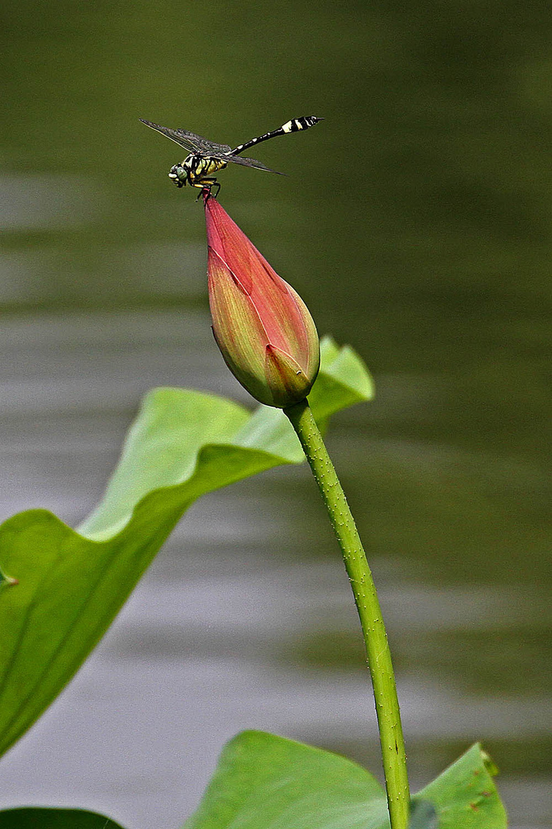 蜻蜓立荷尖祝大家端午安康!