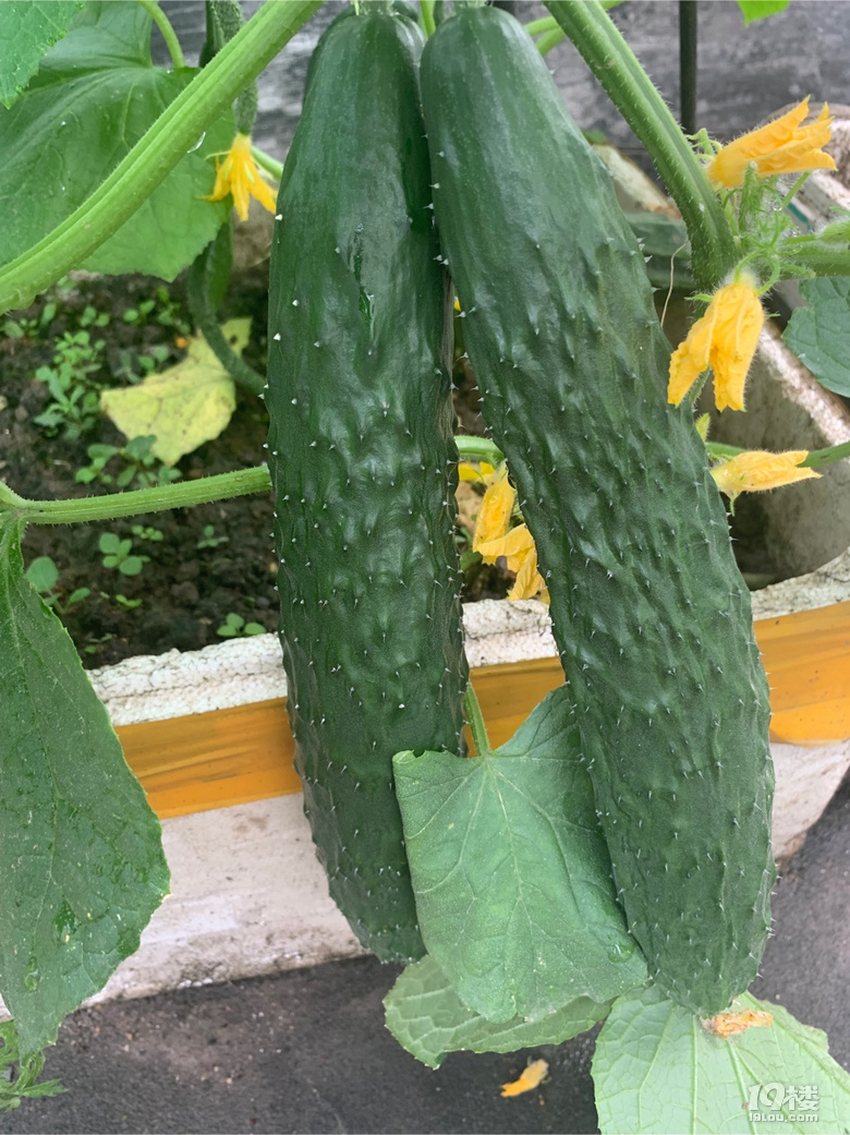 端午安康,自己种的黄瓜长这么大了