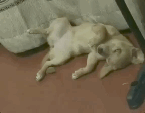 校犬在圖書館暴斃,保安正準備用麻袋收尸,結(jié)果……什么鬼哈哈哈
