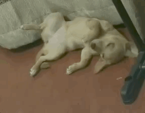 校犬在圖書館暴斃,保安正準備用麻袋收尸,結(jié)果……什么鬼哈哈哈