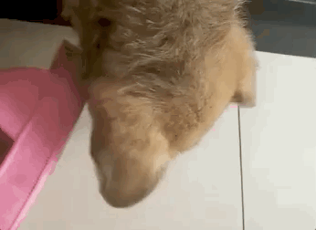 校犬在圖書館暴斃,保安正準備用麻袋收尸,結(jié)果……什么鬼哈哈哈